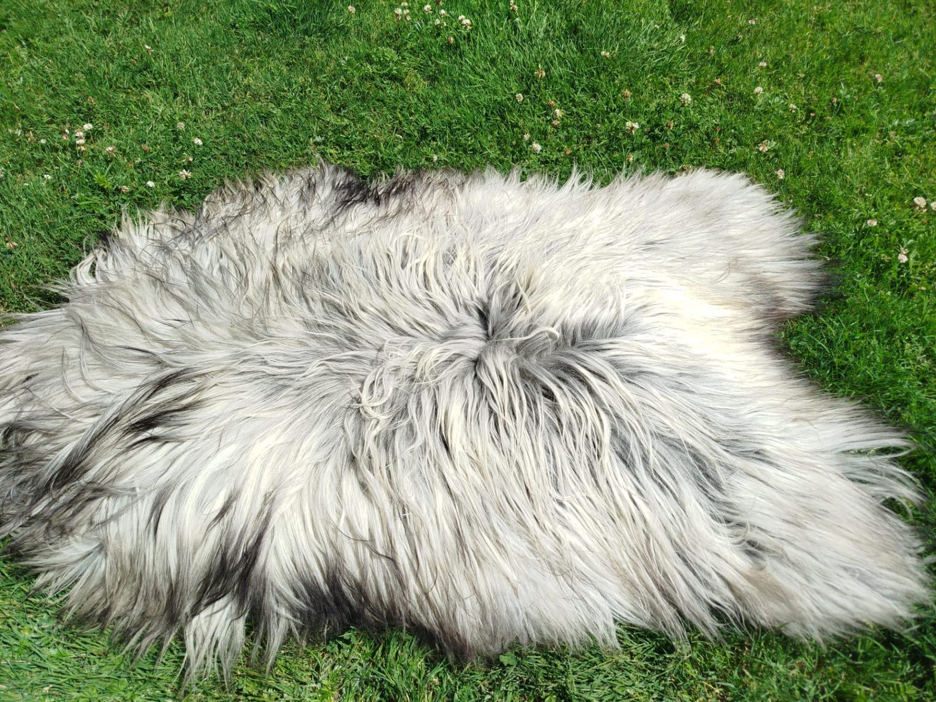 Heidschnucke Sheepskins, Premium Quality - Home Appliances in Vancouver, British Columbia - Buy and Sell on Fliku