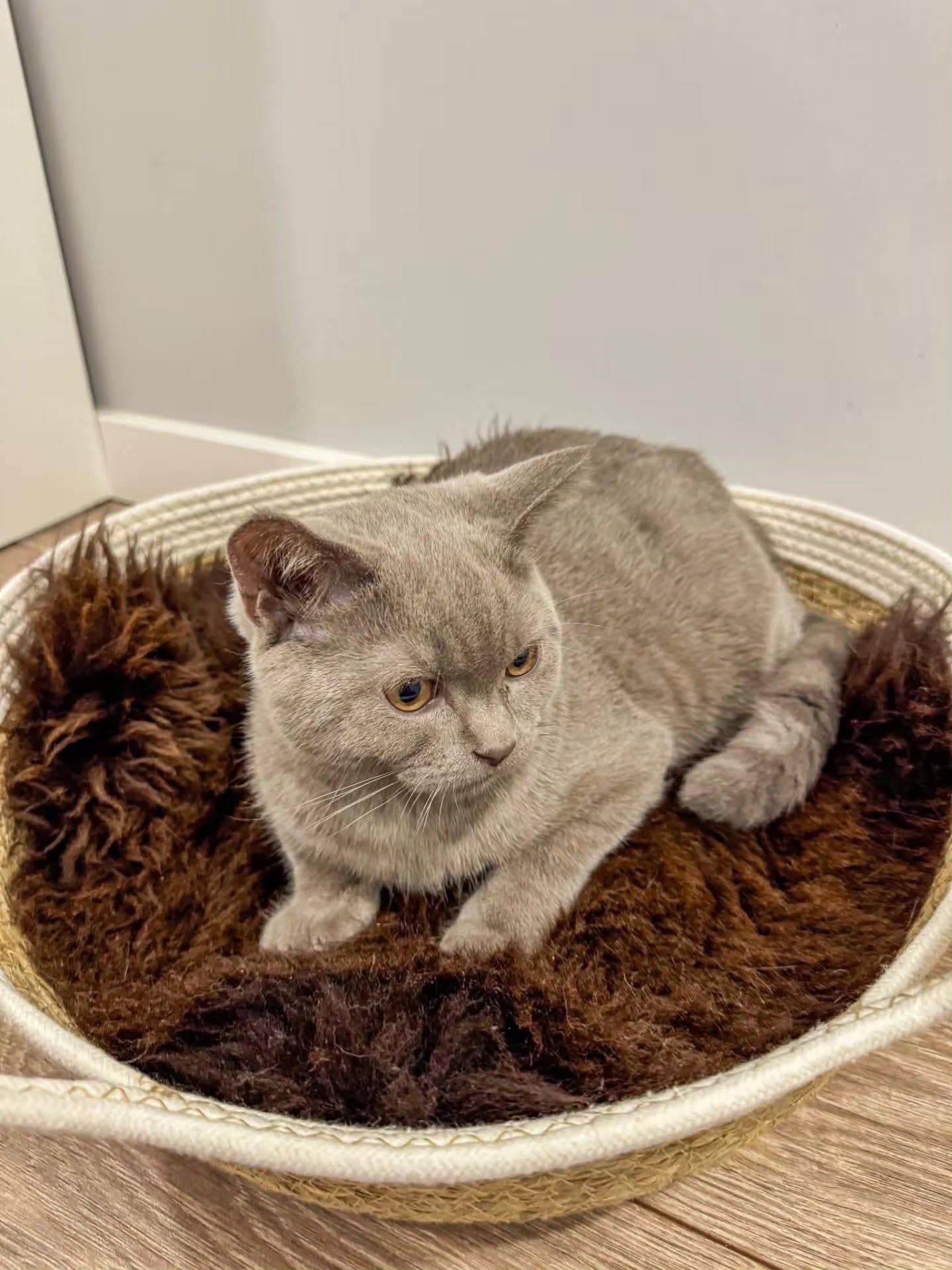 Natural sheepskin Cat beds 50cm, 70cm - Home Appliances in Vancouver, British Columbia - Buy and Sell on Fliku